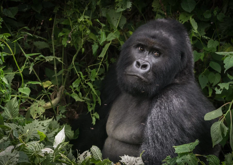 rwanda-gorilla-trek-from-kigali-airport