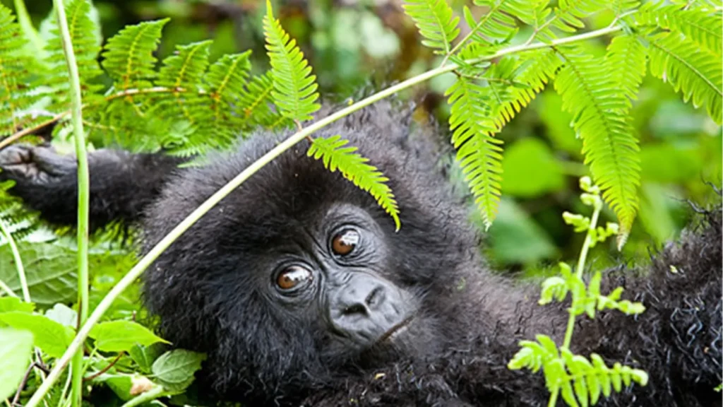 How to plan a Gorilla trekking safari from Kigali