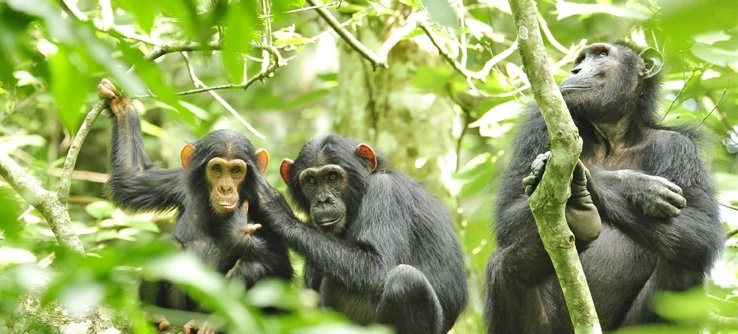 Chimps Tracking Safaris in Uganda
