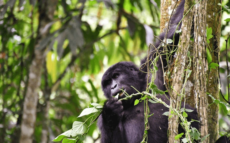 luxury-short-gorilla-safaris-in-rwanda