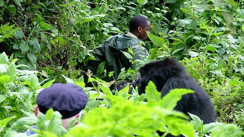 gorilla-habituation-during-the-dry-season