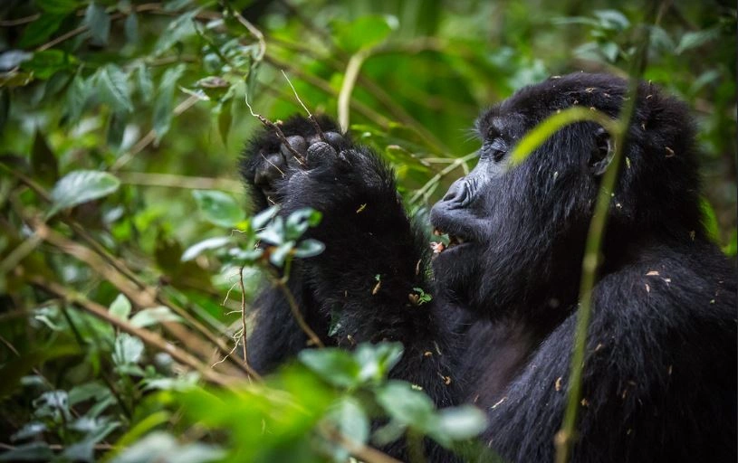 why-rushaga-is-the-only-place-for-gorilla-habituation-in-uganda