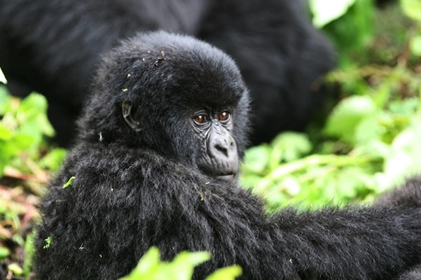kigali-to-bwindi-gorilla-trek