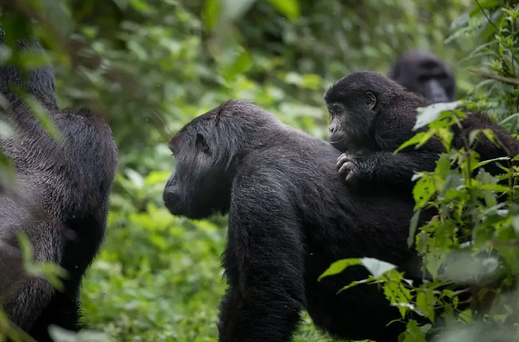 What to do after gorilla tour in Bwindi