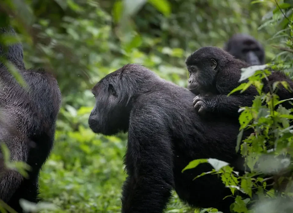 What to do after gorilla tour in Bwindi