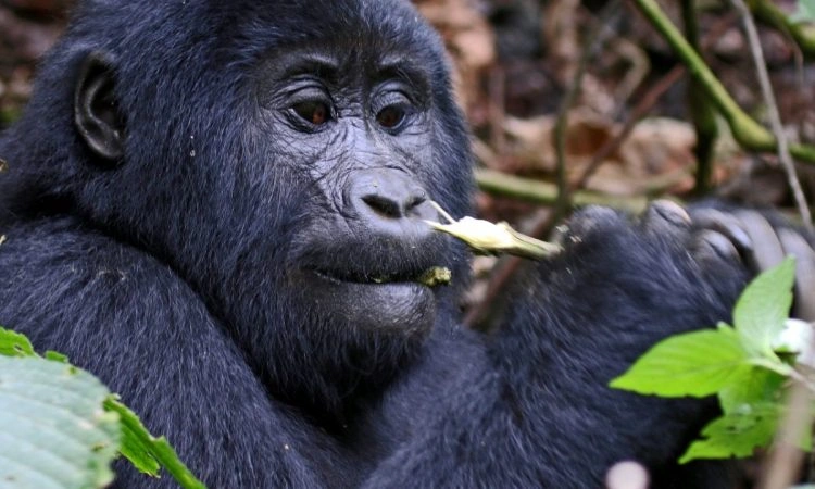 Kigali to Rushaga for gorilla trek