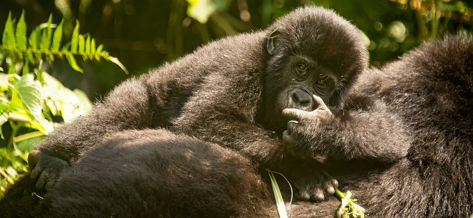 how-is-uganda-gorilla-trekking-compared-to-rwanda