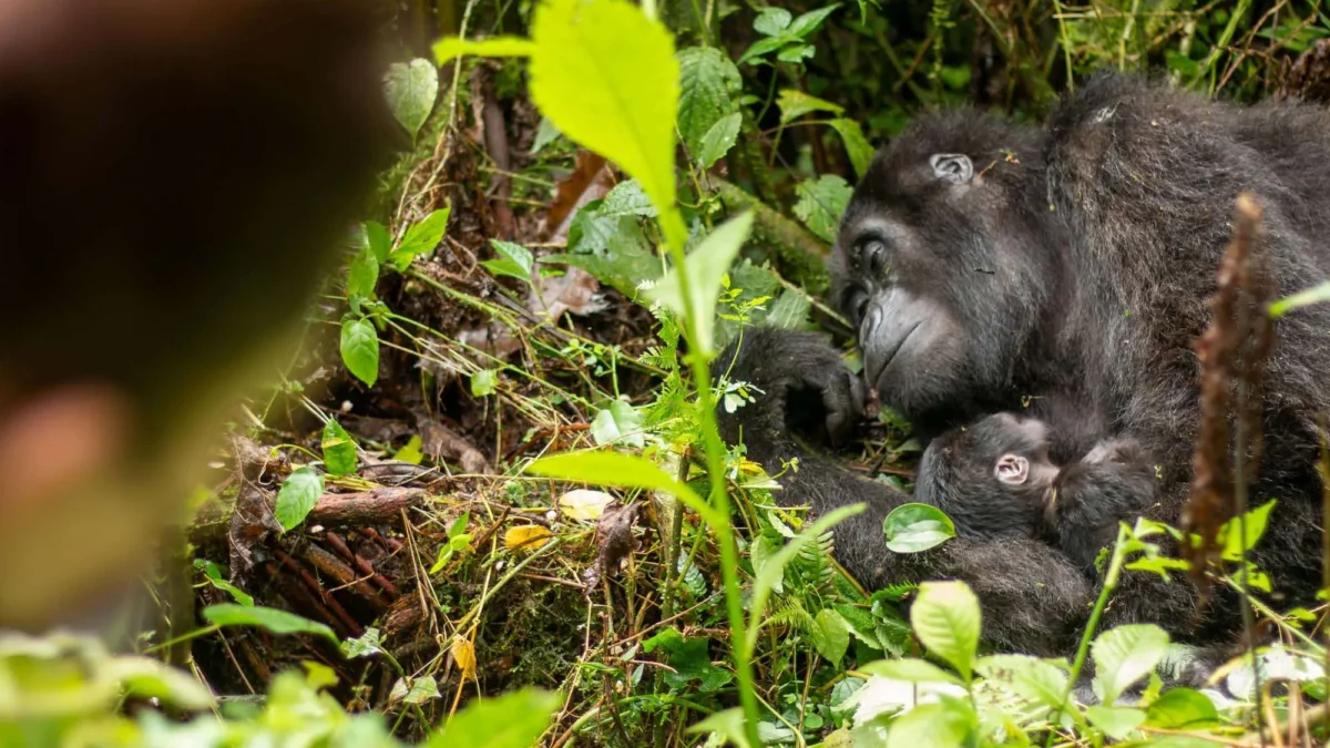 how-much-does-a-uganda-safari-from-kigali-cost