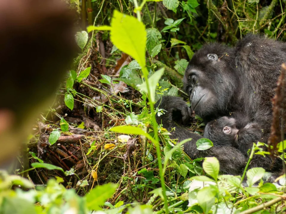 how-much-does-a-uganda-safari-from-kigali-cost