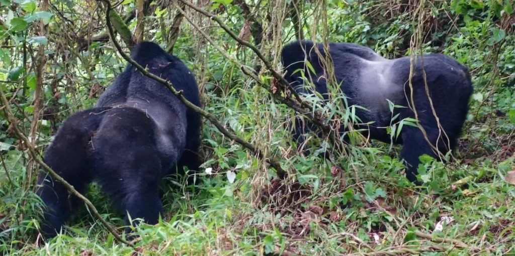 How to Plan a Cross-Border Gorilla Trek from Rwanda to Uganda