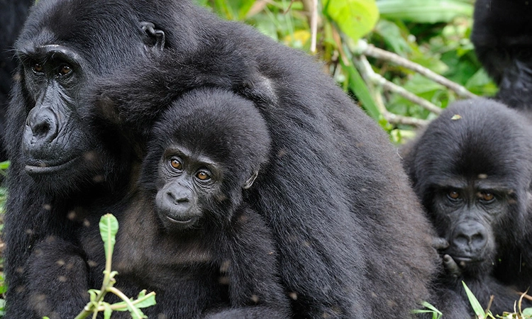 kigali-to-mgahinga-gorilla-trek