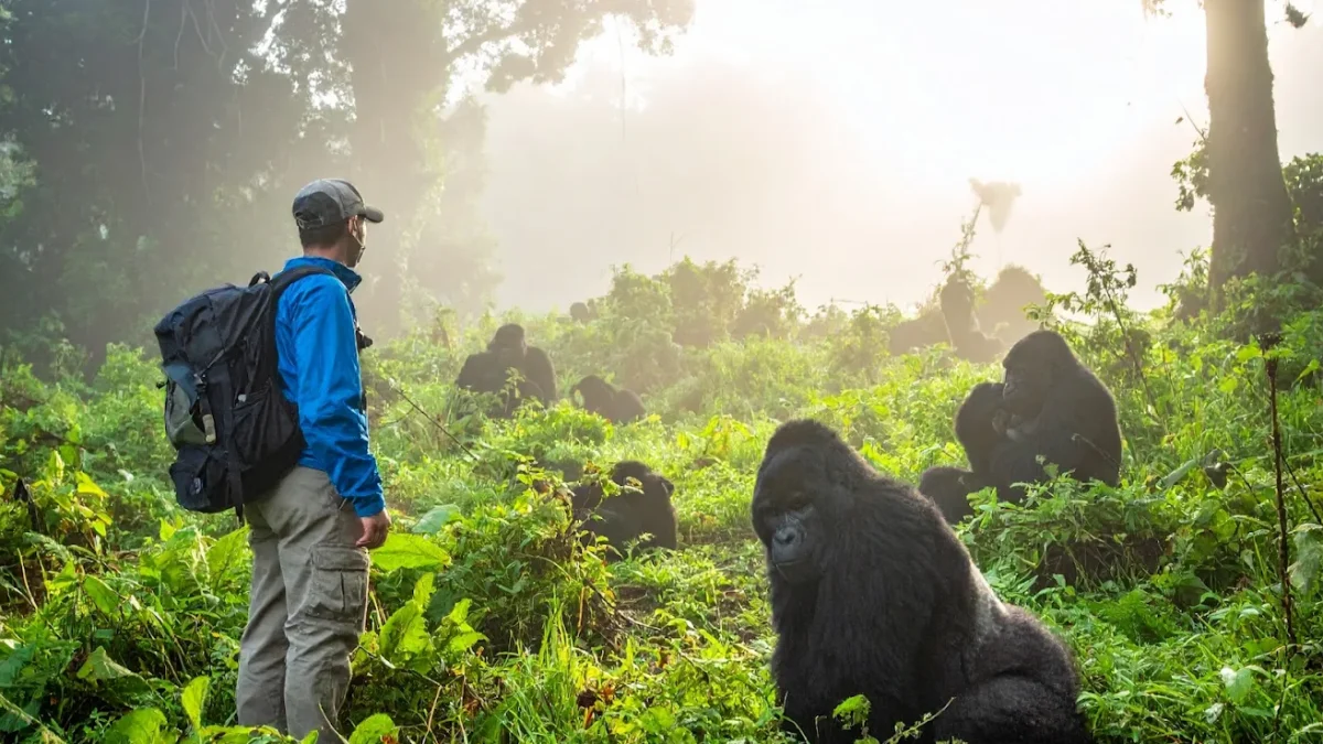 how-to-combing-gorilla-trekking-with-chimpanzee-in-rwanda