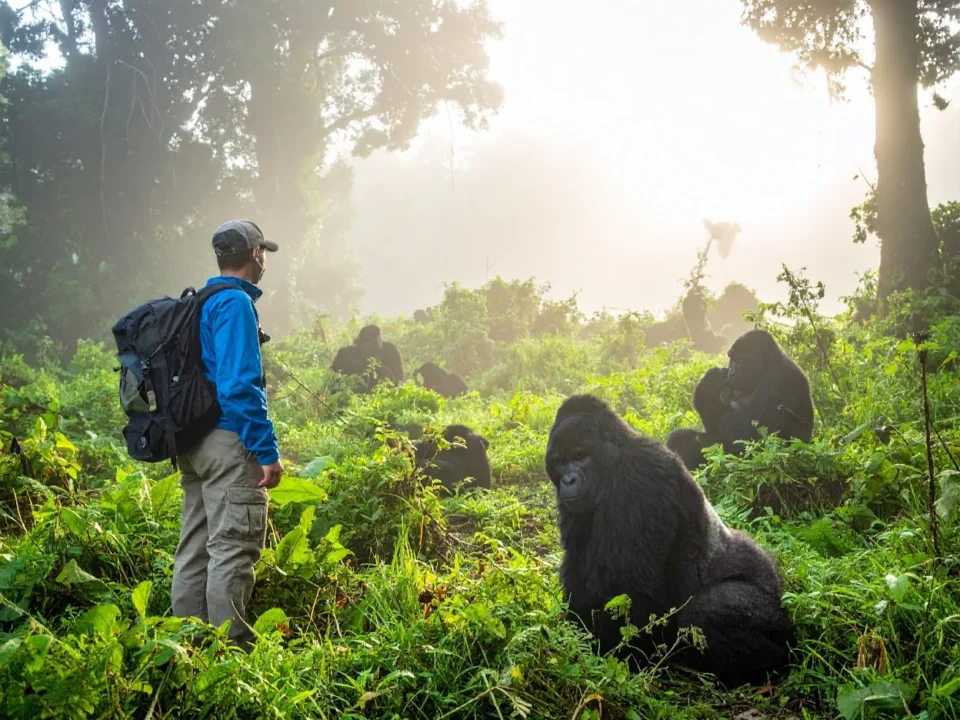 how-to-combing-gorilla-trekking-with-chimpanzee-in-rwanda