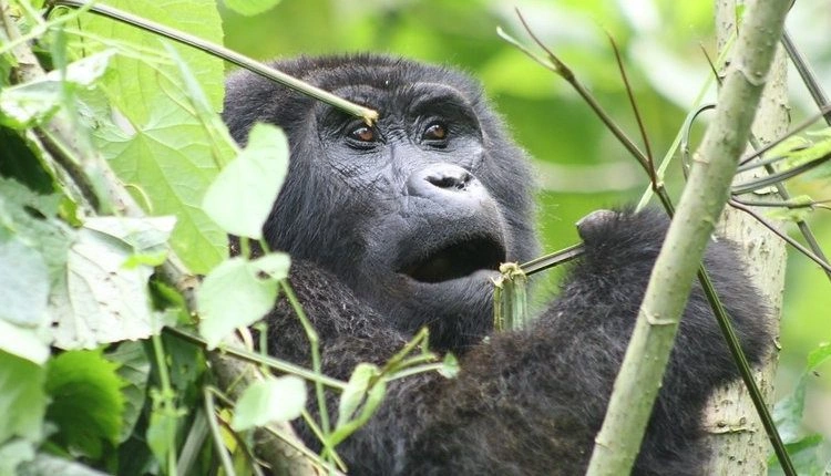 why-book-gorilla-habituation-early