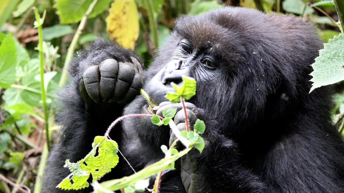 2-days-gorilla-trek-rwanda