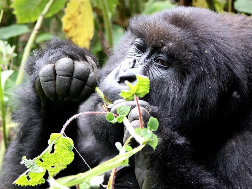 2-days-gorilla-trek-rwanda