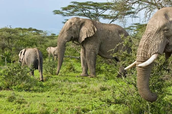 rwanda-wildlife-holidays
