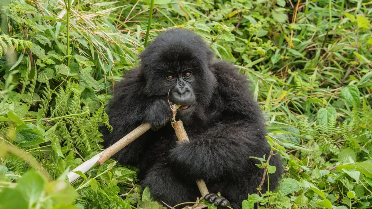 uganda-safari-itineraries-from-kigali