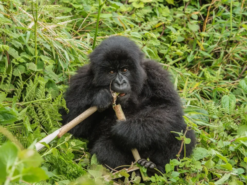 uganda-safari-itineraries-from-kigali