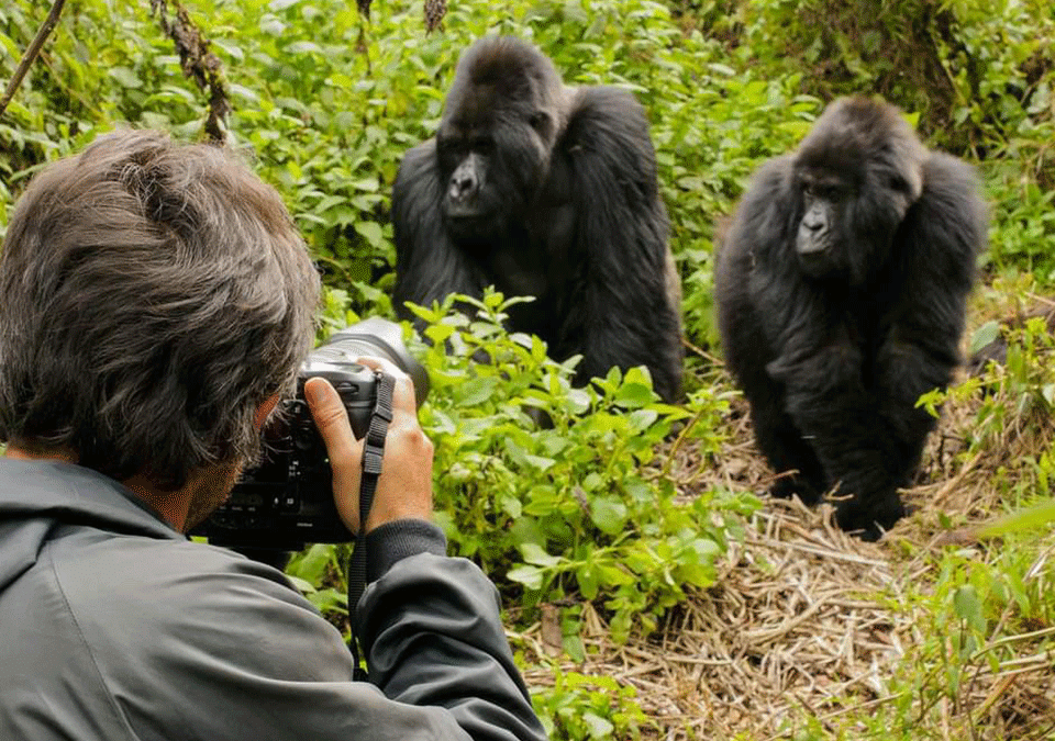 solo-travel-rwanda-safari