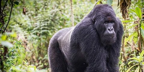 rwanda-gorilla-trek-and-golden-monkeys