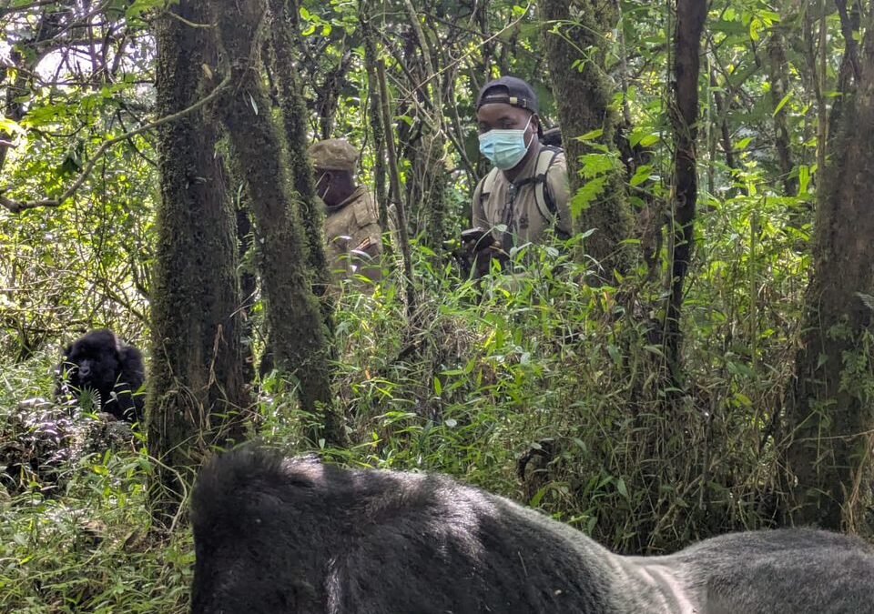 combining-gorilla-trekking-with-golden-monkeys-in-mgahinga
