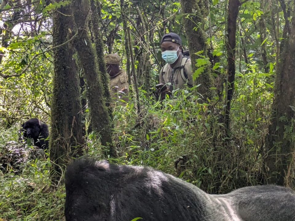 combining-gorilla-trekking-with-golden-monkeys-in-mgahinga