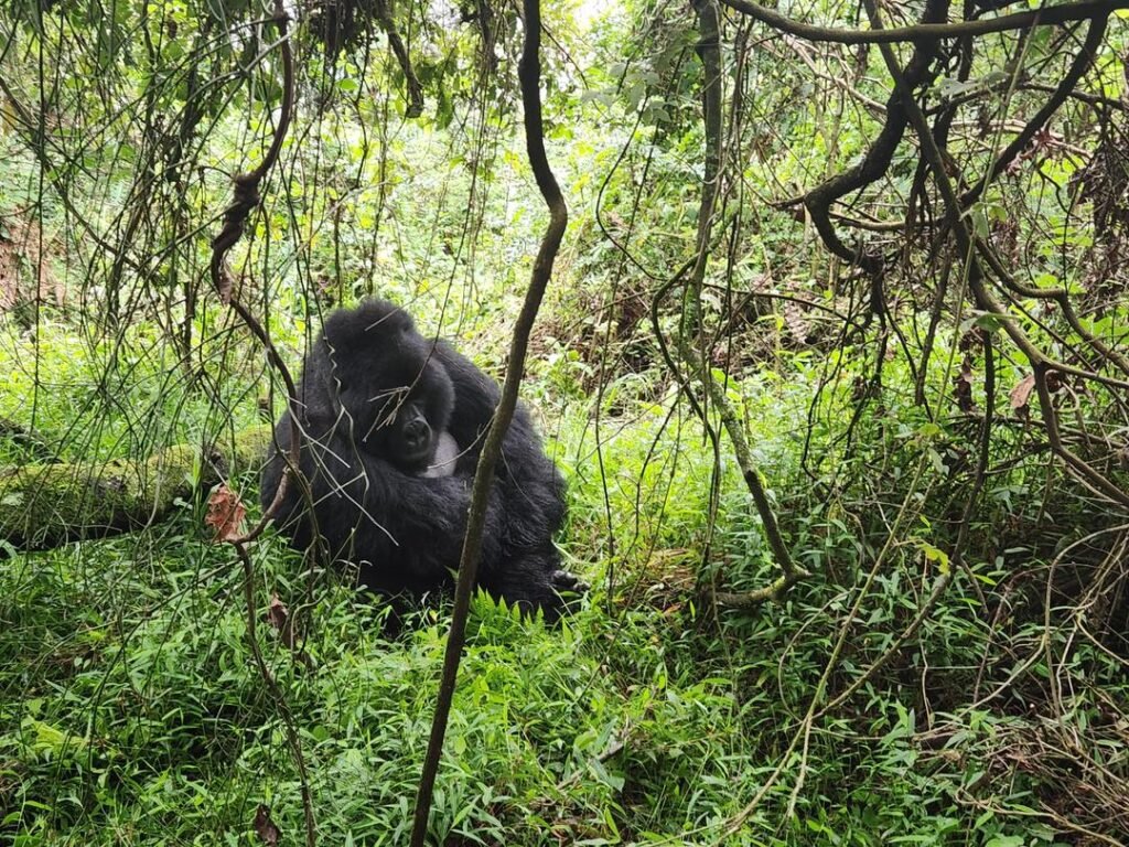 Two days gorilla tour in Uganda