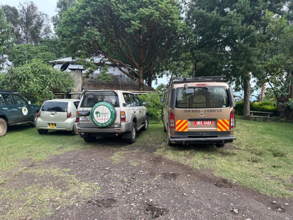uganda-gorilla-trek-vs-rwanda-gorilla-trek