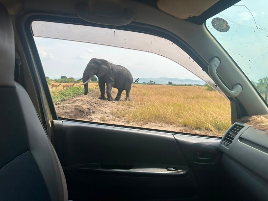 3-Day Rwanda to Uganda Gorilla Express