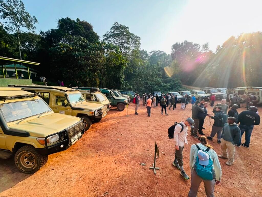 Trek gorillas and drive back to Kigali one day