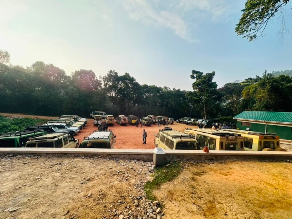 Trek gorillas and drive back to Kigali one day