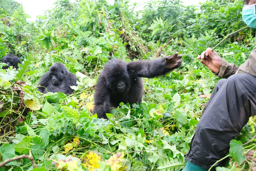Trek gorillas and drive back to Kigali one day