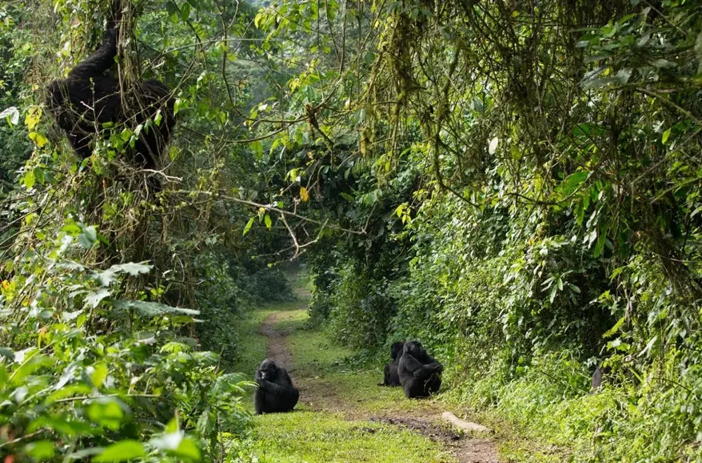 can-i-trek-gorillas-in-bwindi-and-mgahinga-starting-from-kigali