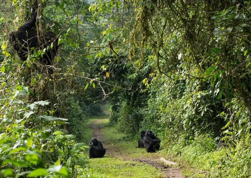can-i-trek-gorillas-in-bwindi-and-mgahinga-starting-from-kigali
