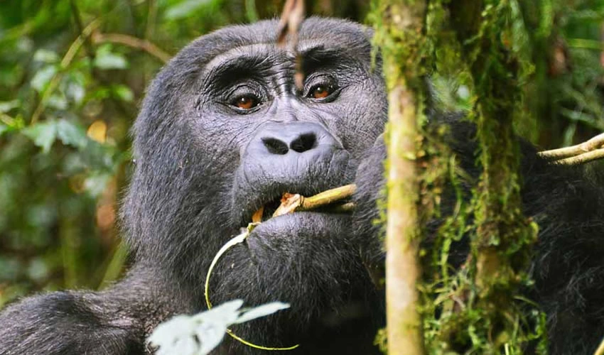 how-difficult-is-gorilla-habituation-in-bwindi