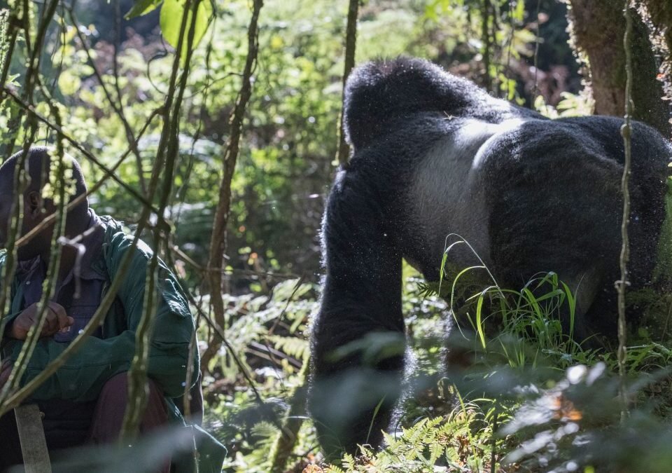 Can You Do a Gorilla Trek in 1 day from Rwanda?