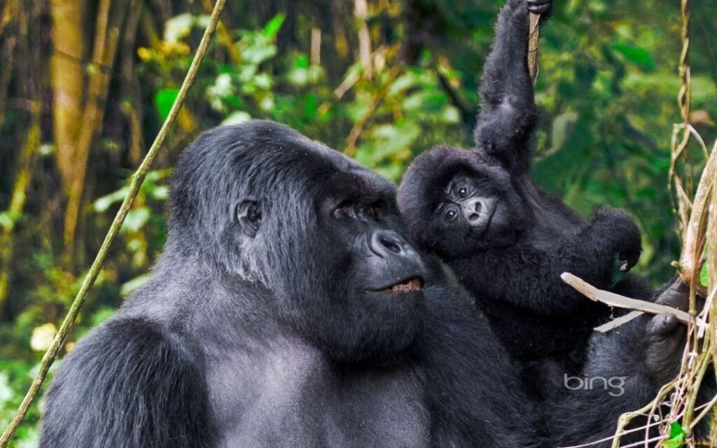 One Day Bwindi Gorilla Trek Starting from Kigali