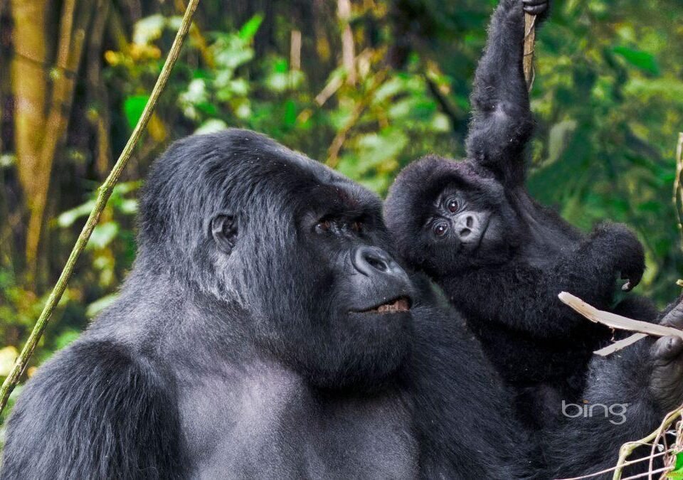 1-day-uganda-gorilla-trek-from-kigali