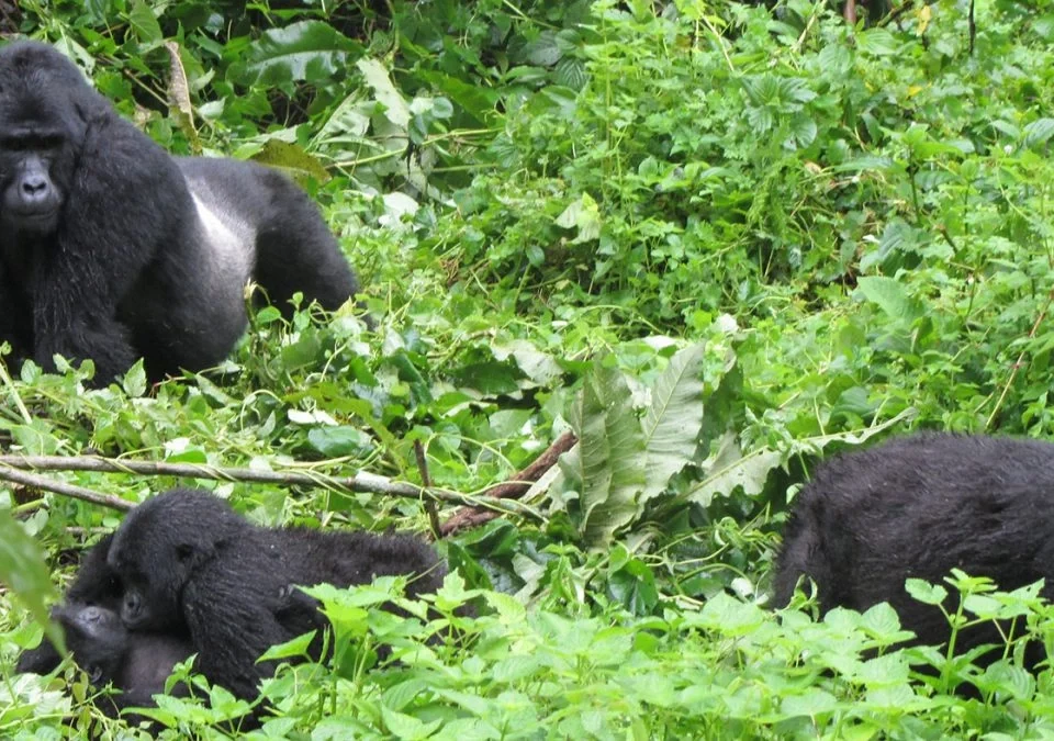 1-day-gorilla-trek-rwanda