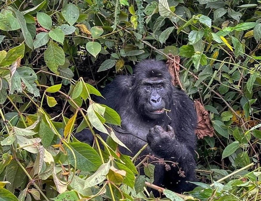 gorilla-tours-packing-list-for-mgahinga-trekking