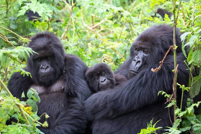 gorilla-habituation-experience-in-rushaga