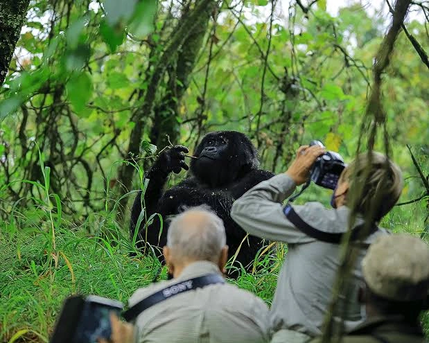 birdwatching-during-gorilla-habituation-in-bwindi