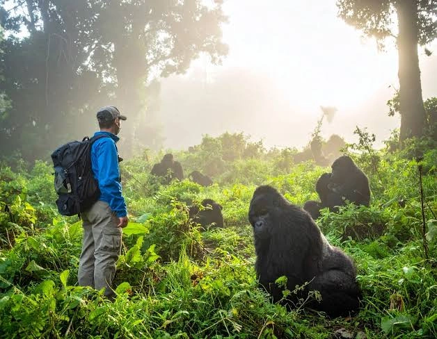 Kigali to Rushaga for gorilla trek