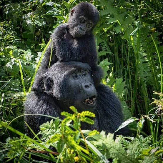 wildlife-youll-see-during-gorilla-habituation