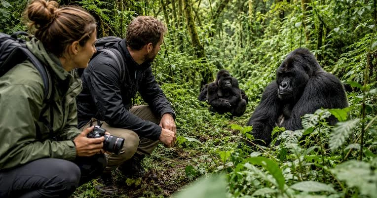 gorilla-habituation-safety-tips