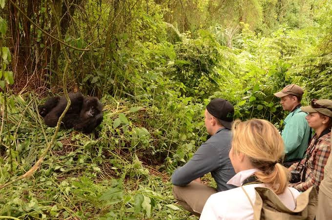 uganda-gorilla-trekking-starting-from-kigali