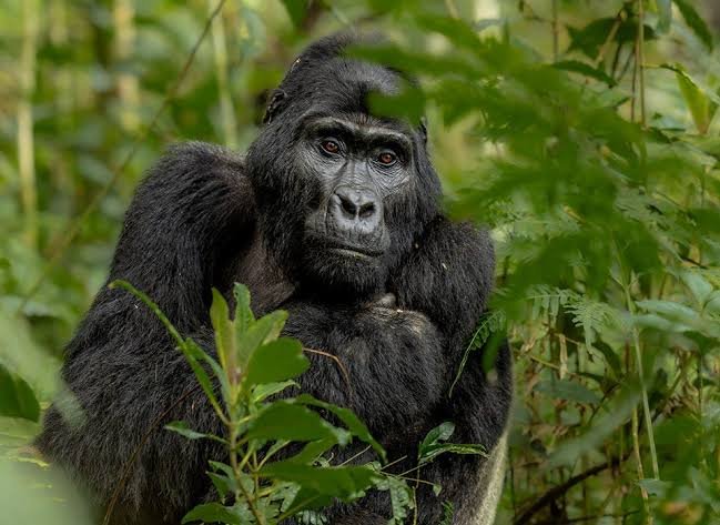 2-Day Bwindi Gorilla Safari from Kigali