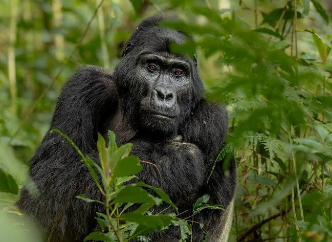 why-wildlife-photographers-love-gorilla-habituation