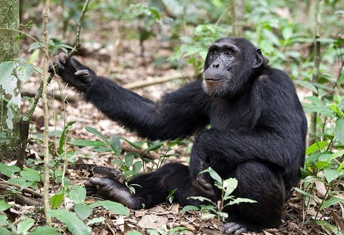 What to do after gorilla tour in Bwindi